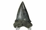 Large, Fossil Broad-Toothed Mako Tooth - South Carolina #170442-1